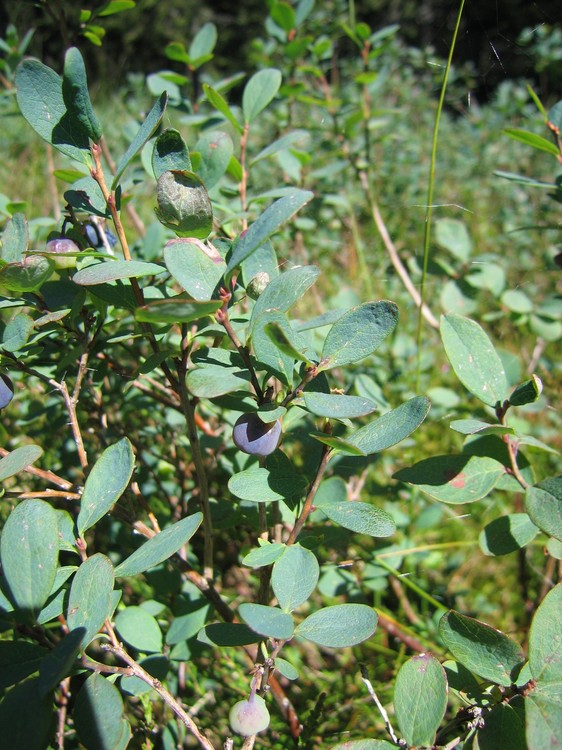 Vaccinium uliginosum